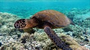 Οι θαλάσσιες χελώνες μπορεί σύντομα να μην περνούν χρόνο στην ξηρά
