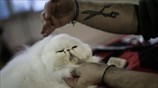 Διεθνής Έκθεση Γάτας στο Περιστέρι