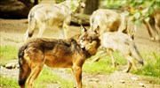 Καναδάς: Κυβερνητικό σχέδιο εξόντωσης λύκων με ελικόπτερα