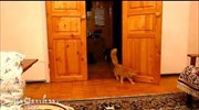 Άλμα… Σούπερ Μάριο από γάτα