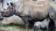 Ρινόκερος γεννήθηκε στον ζωολογικό κήπο της Κοπεγχάγης