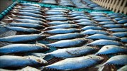 Ε.Ε.: «Κόκκινη κάρτα» στην παράνομη αλιεία από το εξωτερικό