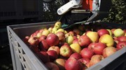 Την προσοχή των εξαγωγέων νωπών φρούτων ζητεί η πρεσβεία στο Βουκουρέστι