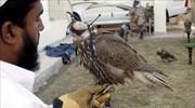 Πακιστάν: Σαουδάραβας πρίγκιπας θα κυνηγήσει προστατευόμενα πτηνά