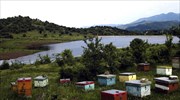Κλέφτης... κυψελών σε Σέρρες και Δράμα