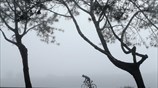 Στιγμιότυπο από την Καλιφόρνια