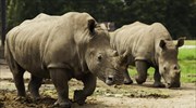 Ουγκάντα: Εισαγωγή ρινόκερων μετά από τρεις δεκαετίες