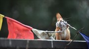 Πεινασμένος σκίουρος στη Γερμανία
