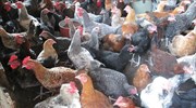 Νέο υβρίδιο κοτόπουλου δίνει ελπίδα στην Αφρική