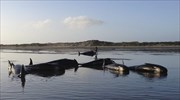 Νεκρές 100 φάλαινες που ξεβράστηκαν σε ακτή της Νέας Ζηλανδίας
