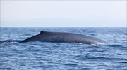 Αναζητώντας την «πιο μοναχική φάλαινα του κόσμου»