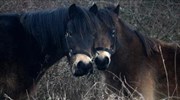 Τσεχία: Άγρια άλογα για τη διάσωση σπάνιου οικοσυστήματος