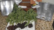 Καβάλα: Καλλιεργούσε κάνναβη μέσα στο δωμάτιό του