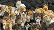 Γάτες «κατακλύζουν» ψαροχώρι της Ιαπωνίας