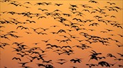 Περισσότερα από δύο εκατομμύρια αποδημητικά πτηνά σκοτώθηκαν στην Κύπρο