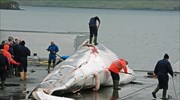 Τρία εκατομμύρια φάλαινες θανατώθηκαν τον τελευταίο αιώνα