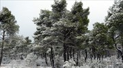 Χιόνια στην Ορεινή Σερρών