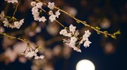 Ξεκίνησε η εποχή των ανθισμένων κερασιών στην Ιαπωνία