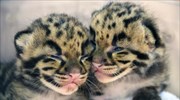 Μαϊάμι: Δυο νεφελώδεις λεοπαρδάλεις γεννήθηκαν στον ζωολογικό κήπο