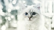 Μία γάτα που αξίζει… εκατομμύρια