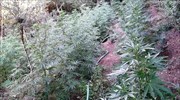 Καλαμάτα: Εντοπίστηκε φυτεία με 233 δενδρύλλια χασίς