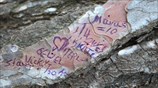 Το σημείωμα της Βίκυς Σταμάτη σε κορμό δένδρου