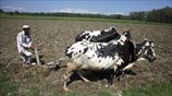 Πακιστάν: Οργώνοντας με τον παραδοσιακό τρόπο
