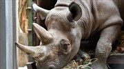 Λειψία: Μεταφορά μαύρου ρινόκερου σε ζωολογικό κήπο