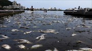 Ρίο: Αφαιρέθηκαν 37 τόνοι νεκρών ψαριών από το Ολυμπιακό κωπηλατοδρόμιο