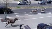 Ζέβρες στους δρόμους των Βρυξελλών