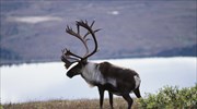 Αλάσκα: Εξόντωση ταράνδων για τη διάσωση χλωρίδας απομακρυσμένου νησιού