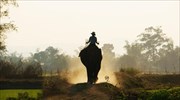 Προς εξαφάνιση οι τελευταίοι ελέφαντες του Βιετνάμ
