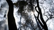 Κόπασαν οι άνεμοι, σε ύφεση η πυρκαγιά στη Σάμο