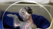 Γέννηση σπάνιου παπαγάλου στη Βραζιλία