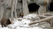 Διασκέδαση με τεχνητό χιόνι στον ζωολογικό κήπο του Σαν Ντιέγκο
