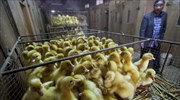 Ιντιάνα - ΗΠΑ: Το στέλεχος H5N8 της γρίπης των πτηνών ανακαλύφθηκε σε πουλερικά