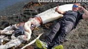 Νέα Ζηλανδία: Καλαμάρι με πλοκάμια πέντε μέτρων