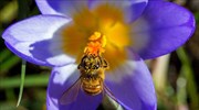 ΗΠΑ: Συνεχίζεται η δραματική μείωση του πληθυσμού μελισσών