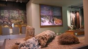 Έκθεση με νέα σημαντικά ευρήματα στο Μουσείο Απολιθωμένου Δάσους Λέσβου