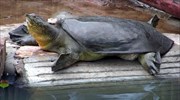 Τεχνητή γονιμοποίηση στην τελευταία θηλυκή χελώνα απειλούμενου είδους