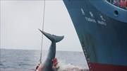 WWF: Έκκληση στην Ιαπωνία να σταματήσει τη σφαγή φαλαινών