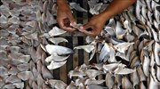 Ισημερινός: Οι αρχές κατάσχεσαν 200.000 πτερύγια καρχαρία