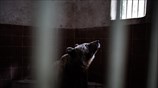 Σε καταφύγια του Αρκτούρου αρκούδες και λύκοι του ζωολογικού κήπου Θεσσαλονίκης