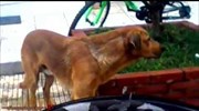 Έρευνα για το βίντεο με άνδρα που καταβρέχει σκύλο έξω από φαρμακείο