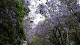 Ακακίες στην οδό Ρηγίλλης