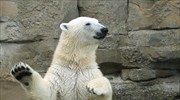 Το αντίο της Lale στους επισκέπτες του ζωολογικού κήπου του Μπρέμερχαφεν