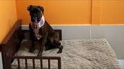 Κέντρο αναψυχής για σκύλους στο Ντουμπάι