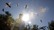 Γαλλία: Δραστικά μέτρα για την προστασία των μελισσών