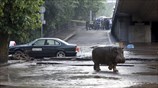 Τιφλίδα: Πλημμύρες και άγρια ζώα ελεύθερα στους δρόμους