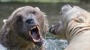 Υβριδικές αρκούδες στον ζωολογικό κήπο του Όσναμπρουκ